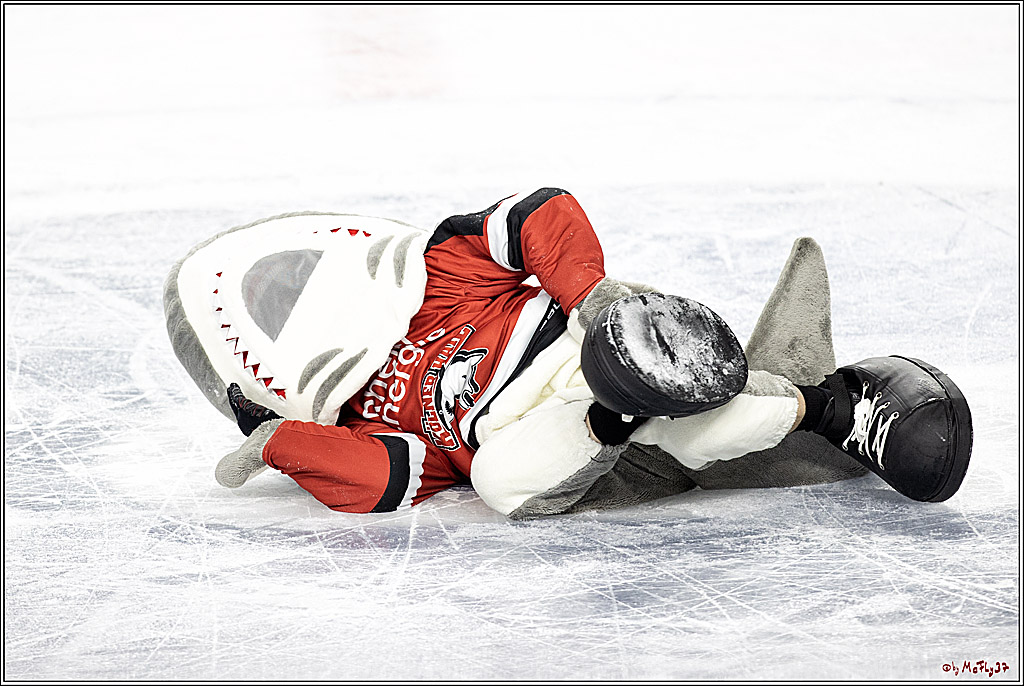 PENNY DEL;  Koelner Haie - Bietigheim Steelers; Koeln, 19.11.2021